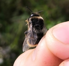 Bombus confusus