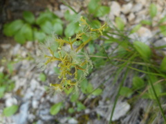 Valeriana saxatilis