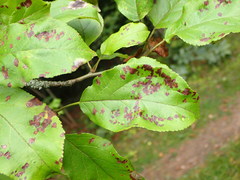 Eriophyes mali