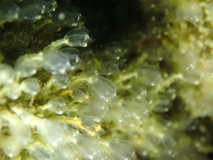 Pycnoclavella aurilucens