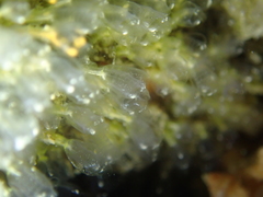 Pycnoclavella aurilucens