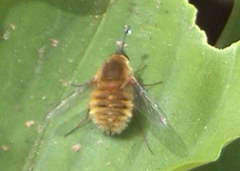 Bombyliidae