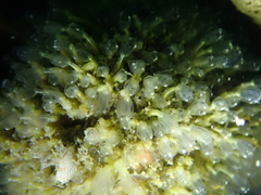 Pycnoclavella aurilucens