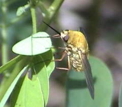 Bombyliidae
