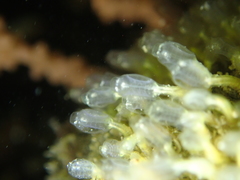 Pycnoclavella aurilucens