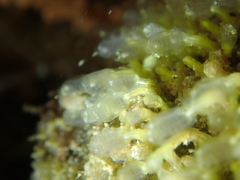 Pycnoclavella aurilucens