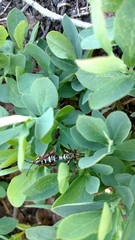 Synanthedon