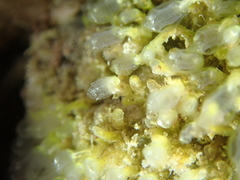 Pycnoclavella aurilucens