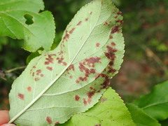 Eriophyes mali