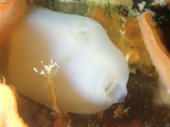 Ascidia virginea