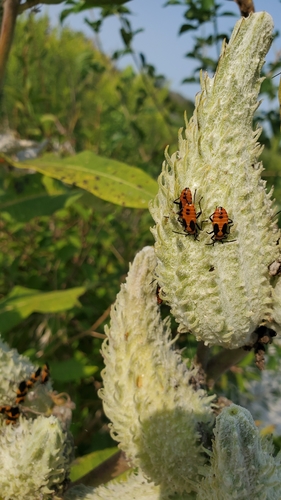 Large Milkweed Bug photographed in Illinois