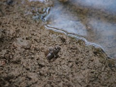 Oxudercinae