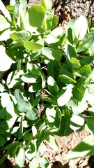 Synanthedon