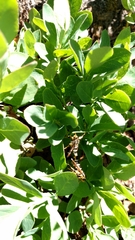 Synanthedon