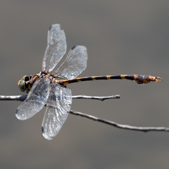 Phyllogomphoides stigmatus