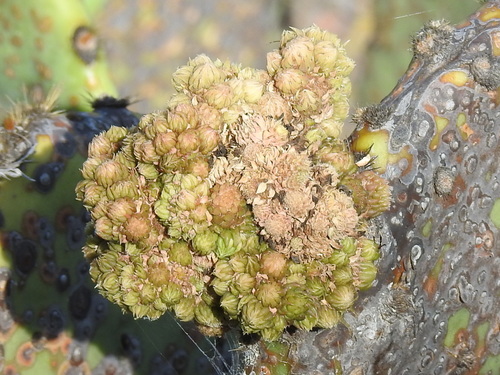 Opuntia orbiculata