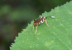 Macrophya varia