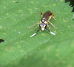 Macrophya varia