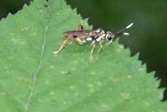 Macrophya varia
