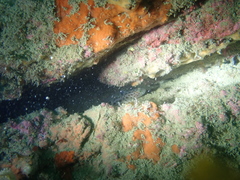 Thorogobius ephippiatus