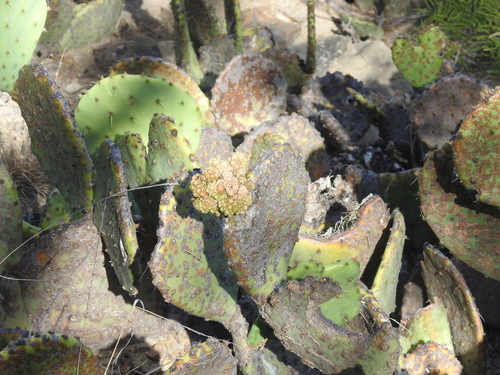 Opuntia orbiculata