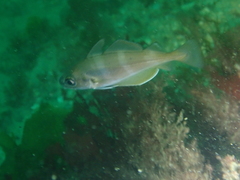 Trisopterus luscus