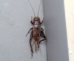 Teleogryllus derelictus