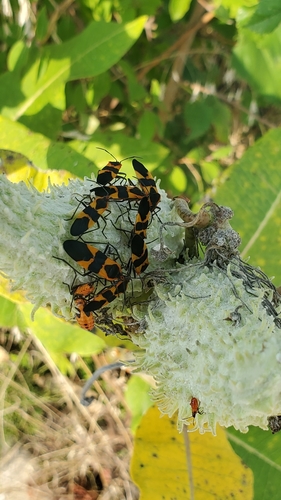 Large Milkweed Bug photographed in Illinois