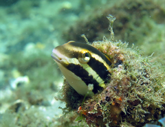 Petroscirtes fallax