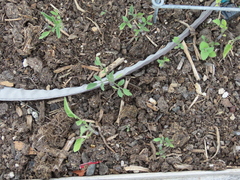 Solanum lycopersicum