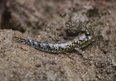 Oxudercinae