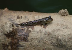 Oxudercinae