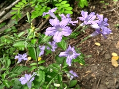 Common wild petunia