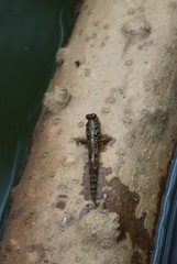 Oxudercinae