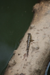 Oxudercinae