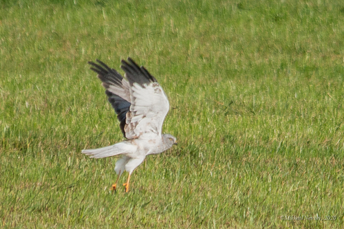 Aguilucho pálido (Circus cyaneus)