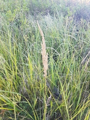 Calamagrostis pseudophragmites