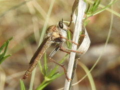 Stenopogoninae