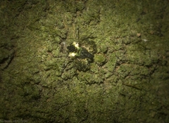 Stephanopis carcinoides