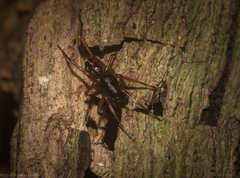 Euasteron monteithorum