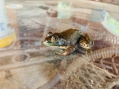 Lithobates catesbeianus