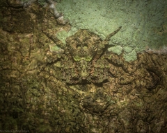 Stephanopis carcinoides