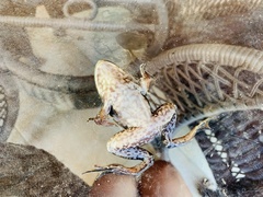 Lithobates catesbeianus