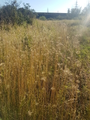 Hordeum brevisubulatum