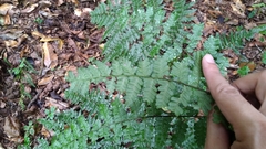 Diplazium kawakamii