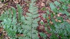 Diplazium kawakamii