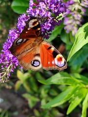Aglais io