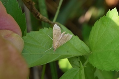 Sericoplaga externalis
