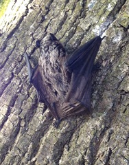 Vespertilio murinus