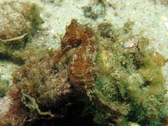 Hippocampus whitei